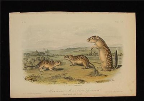Antique Audubon Print 1854 Stone Lithograph Quad Octovo Mexican Marmot Squirrel