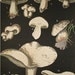 Leuba Folio Mushroom Chromolithograph  1890 Plate XII Antique Print