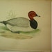 Beverly Morris British Game Birds Pochard Duck 1855