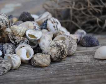 Beach Decor - 25pc Mixed Nerita Shells - Wholesale Shells - Bulk Shells - Craft Shells - Jewelry