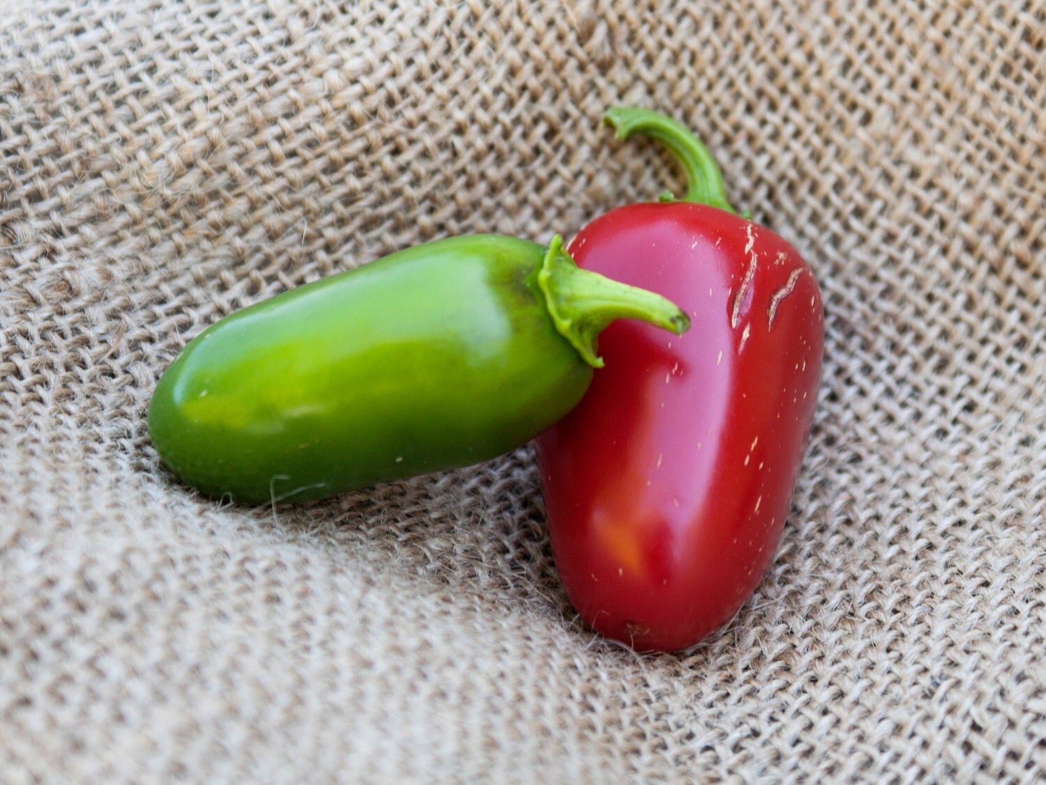 Huge Jalmundo Jalapeno Pepper Premium Seed Packet Perfect for