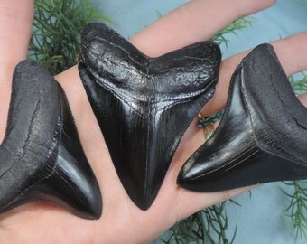 Lot of 3 Megalodon Sharks Teeth Replica!!!!!