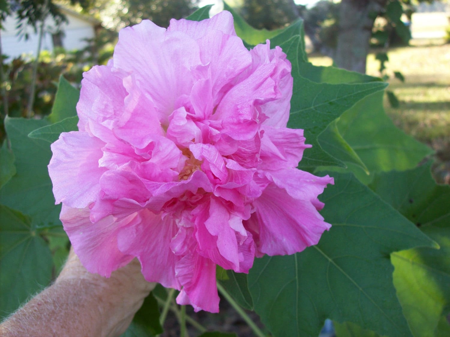 Double Pink Confederate Rose starter plant Available to
