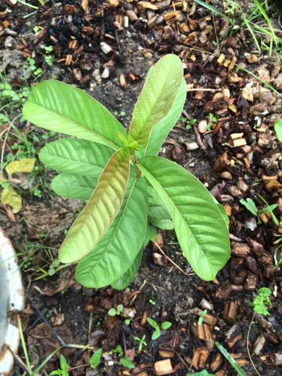 Live plant Guava tree seedling pink guava by ...