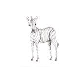 Zebra Art Print, Safari Nursery, Animal Nursery Art, Baby Animal Art,  Grey Nursery Decor, Animal Sketch Print, Pencil Drawing, Zoo Animals