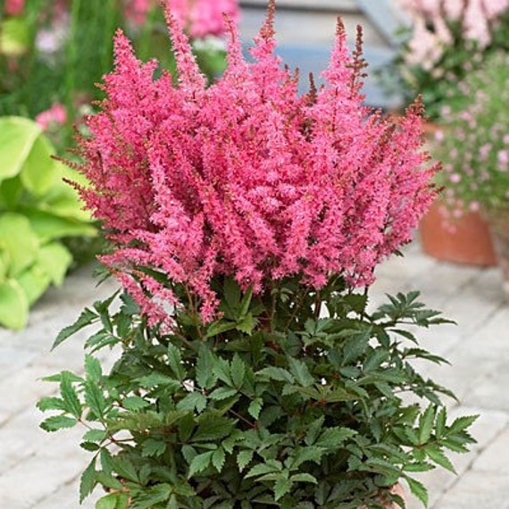 lot of 4 Pink Astilbe Winter Hardy Perennial~Bare-root plants from ...