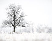 Winter Photo, Single Tree, Snowy Scene, Ice Storm, Winter Beauty