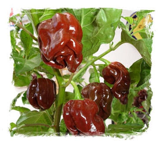 Jamaican Hot Chocolate Habanero Heirloom Pepper Fresh 10 Seeds
