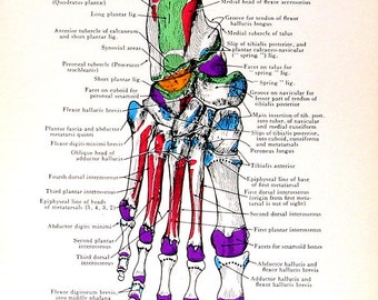1959 French Dictionary Page Human Anatomy Thorax Abdomen Head