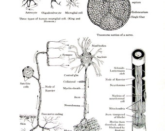 The Human Nerve Tissue - Anatomy Medical Chart - 1974 Vintage Book Page - 7 x 10