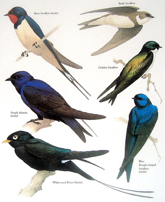 Barn Swallow Purple Martin Golden Swallo Bank Swallow