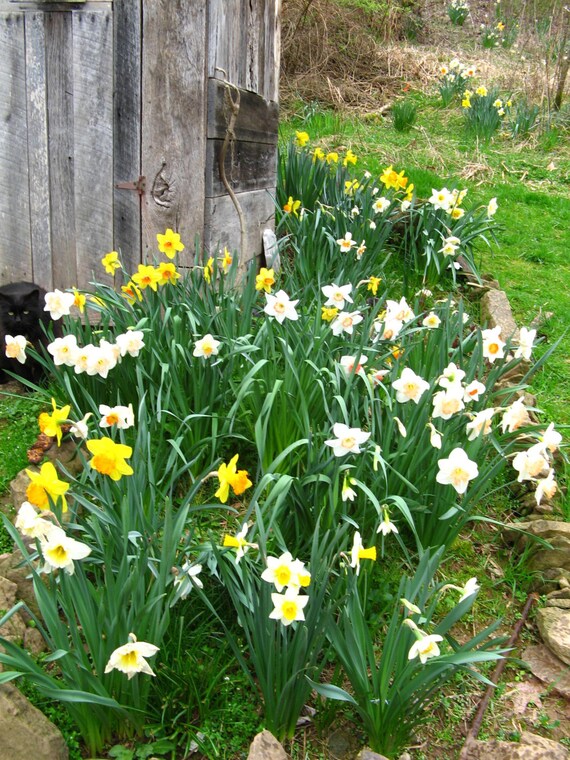 100 Small Size DAFFODIL BULBS Mix of Varieties Colors