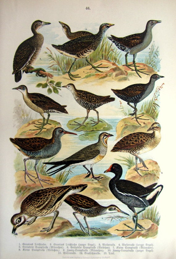 1922 antique different species of rail birds by LyraNebulaPrints