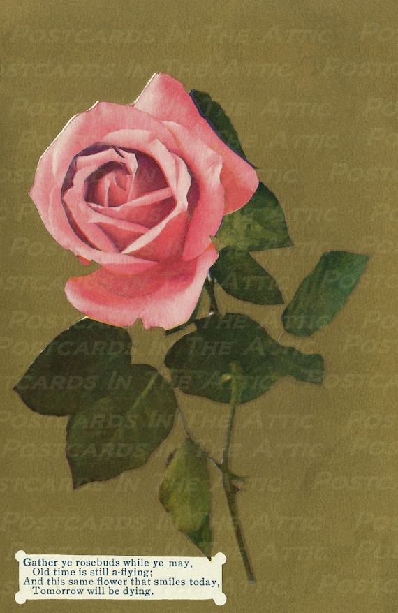 Beautiful  Vintage Pink Rose on Gold Background 600 DPI Digital Hand Designed Art Scrapbooking, Card Making  + Craft PRINTABLE DOWNLOAD