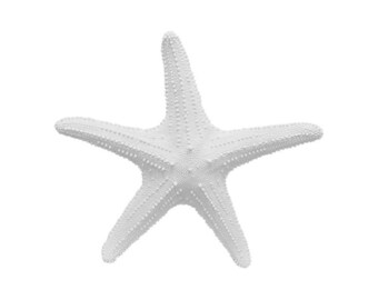 The XL Starfish Wall Mount - White Faux Taxidermy - White Resin ...