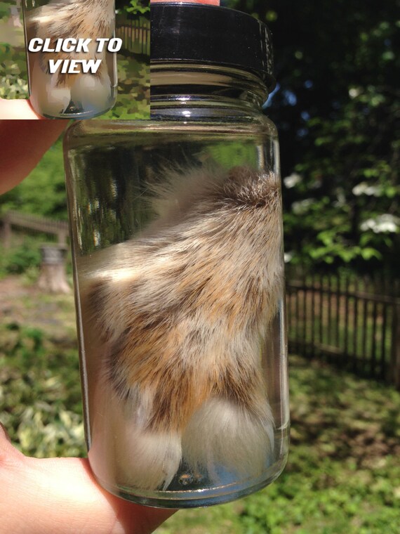 BARGAIN BIN Snowshoe Hare Paw in a Jar Preserved Wet
