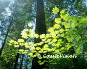 8x10- Forest Sunlight- Vine Maple- Trees- Pacific Northwest- Washington- Evergreen State- Nature- Digital File- Instant Download