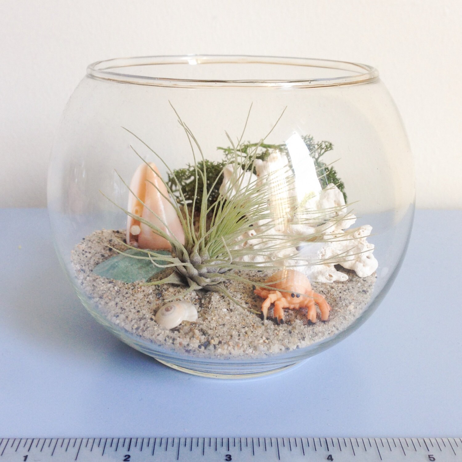 Hermit Crab Terrarium Kit