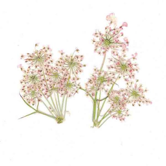 Pink Queen Anne's Lace Pressed Flowers by PreservedGardens