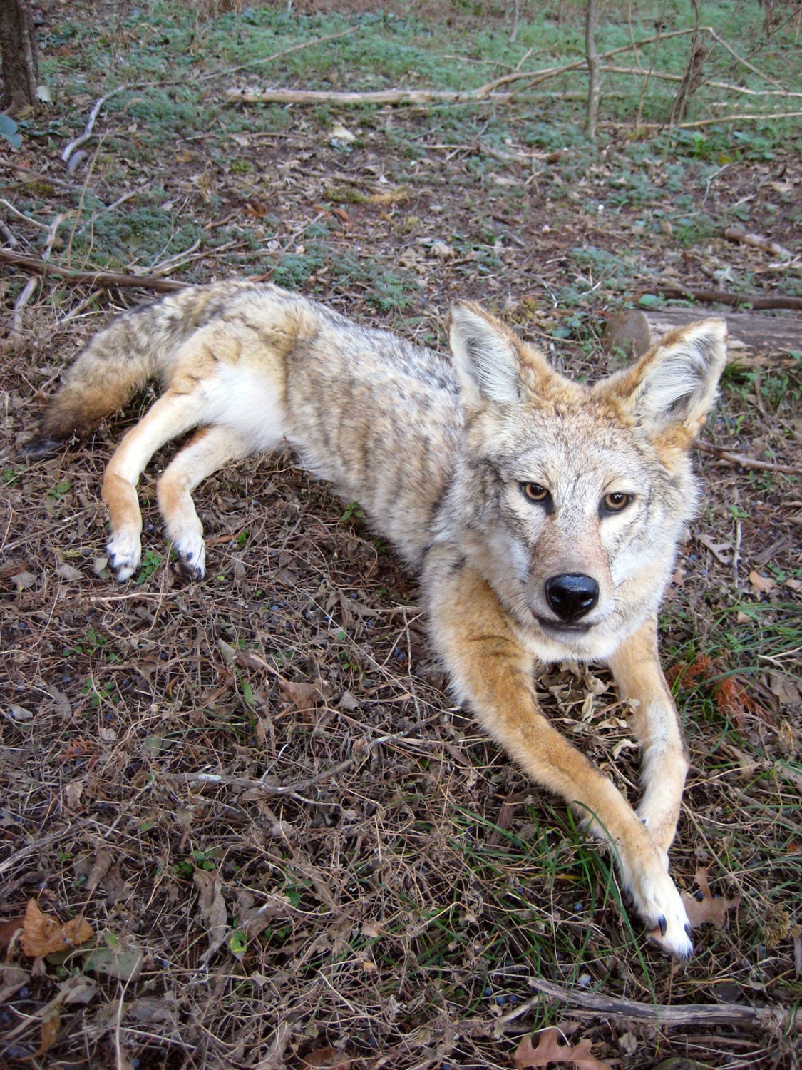 stuffed coyote taxidermy