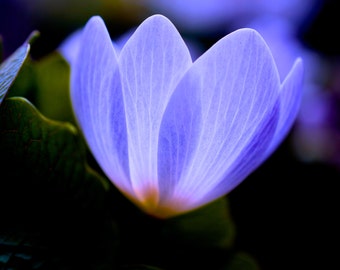 Fine Art Photography, Macro Photography, Nature Art, Wall Art, 5 x 5 Print, Periwinkle Blue, Home Decor, Garden, Bloodroot Plant