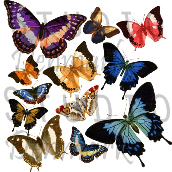 butterflies clipart free download - photo #28
