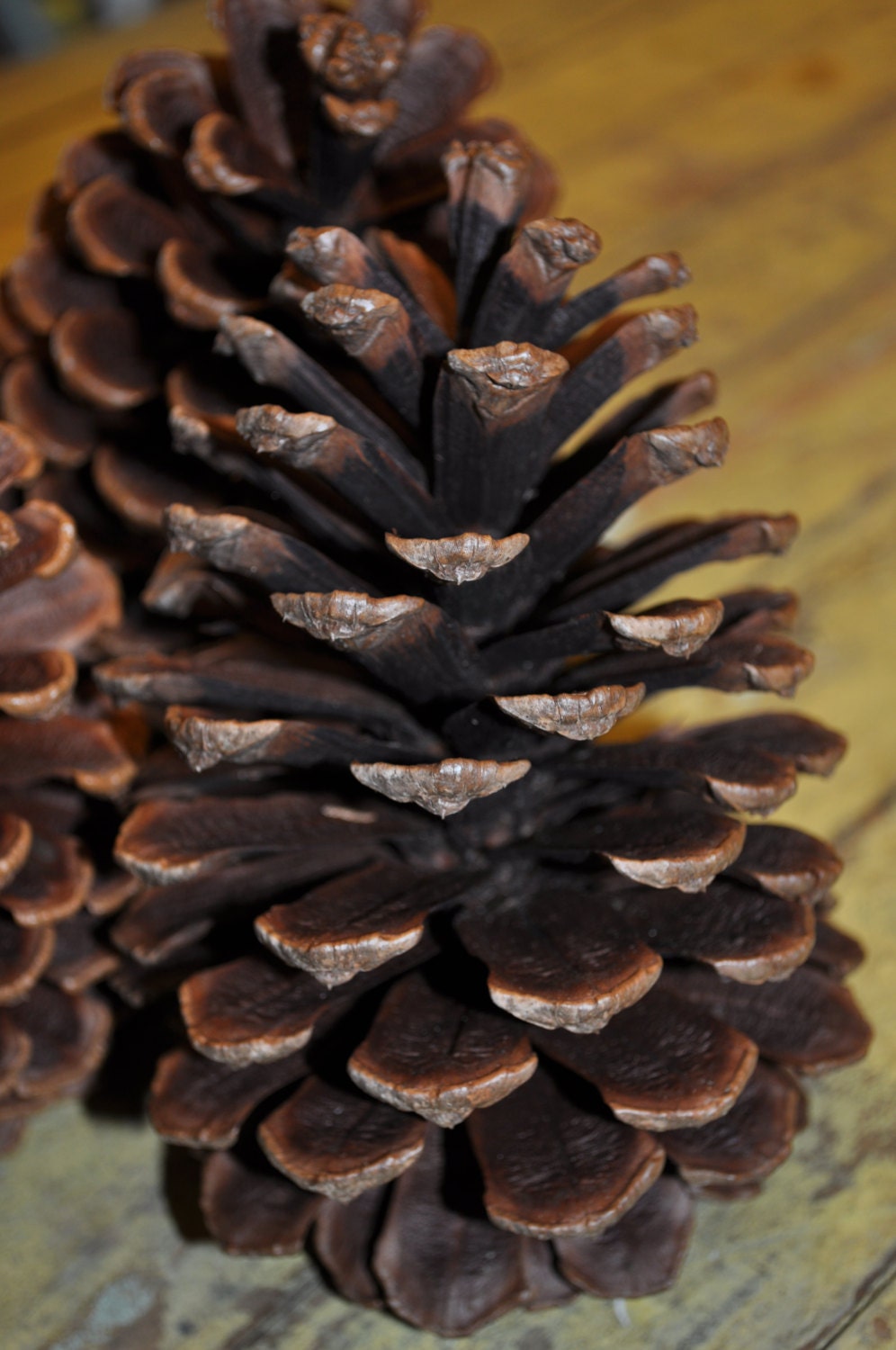 large pine cones 3 large pine cones 3