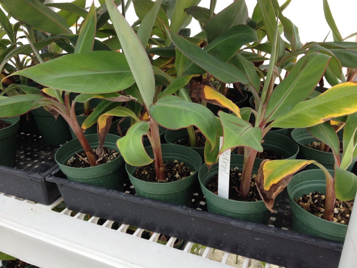 Manzano Apple Banana Plant RARE Live