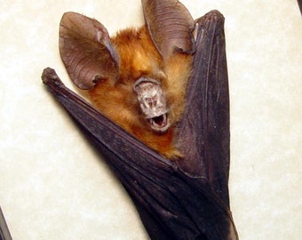 Black Friday/Cyber Monday Sale Real Framed Taxidermy Orange Hanging Rhinolophus Lepidus Refulgens Vampire Bat B1327