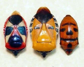Black Friday/Cyber Monday Sale Real Framed Hemiptera Sp Man Face Beetle Set of 3 8221