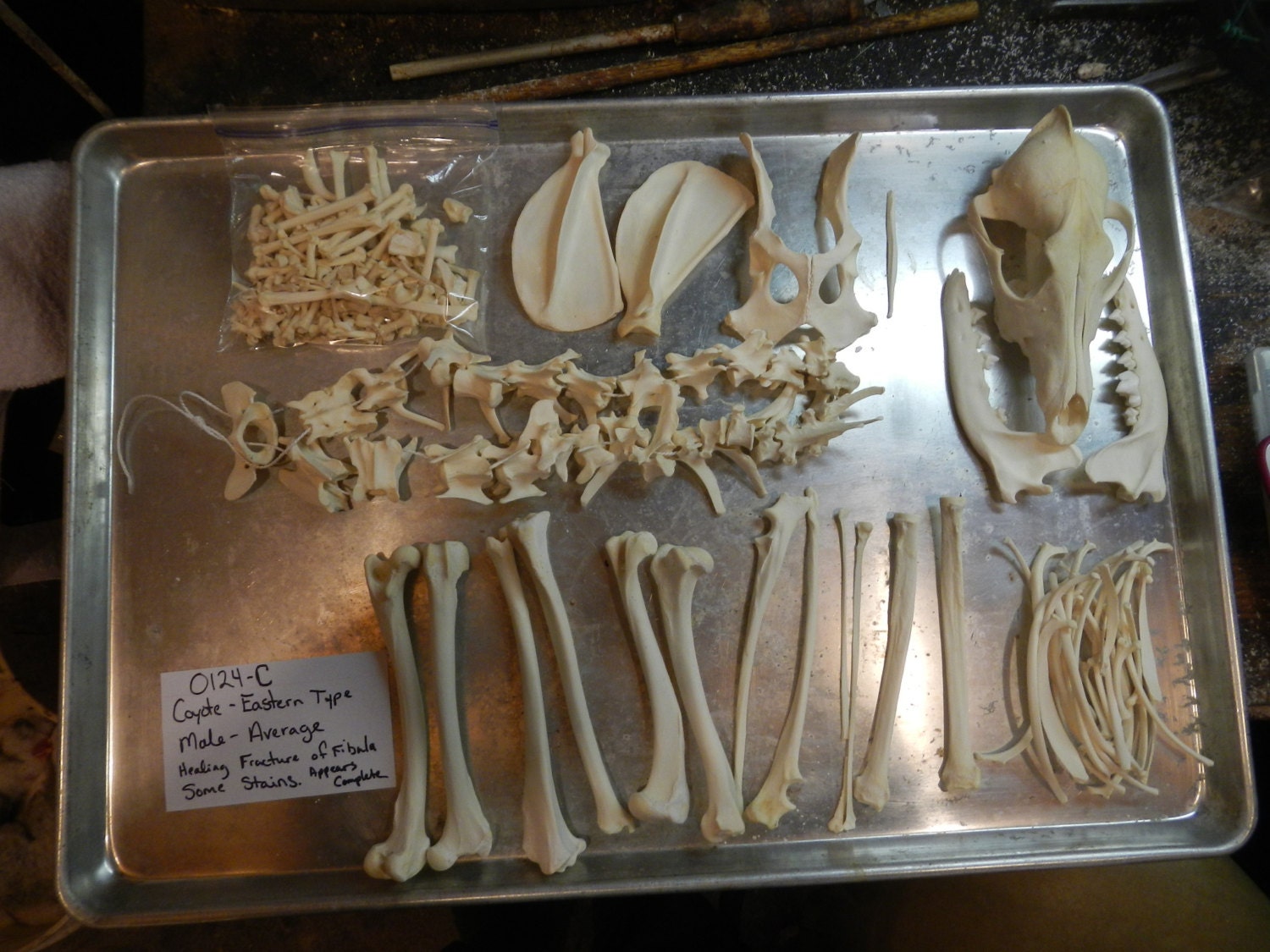 Complete Male Eastern Coyote Skeleton Project Skeleton Real