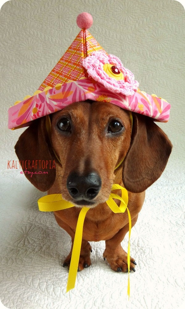 Cute Birthday Hat for Dachshunds Pink Orange Yellow