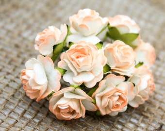 Enchanted  Passion  Series  - Miniature Roses -Peach Cobbler