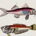 1854 Antique FISH print, colorful fishes
