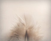 Feather Photography Neutral Pale Minimalist Home Decor 10x8 Home ...