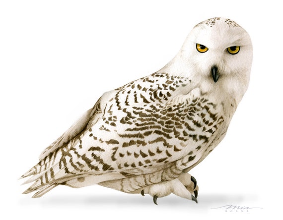 Snowy Owl Print Of Original Watercolor By Bosnart On Etsy