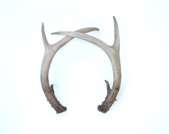 Pair of Antlers - Faux Taxidermy Antler Decor - Resin Realistic Unique Antlers - Table Top Fake Antler Shed DA00
