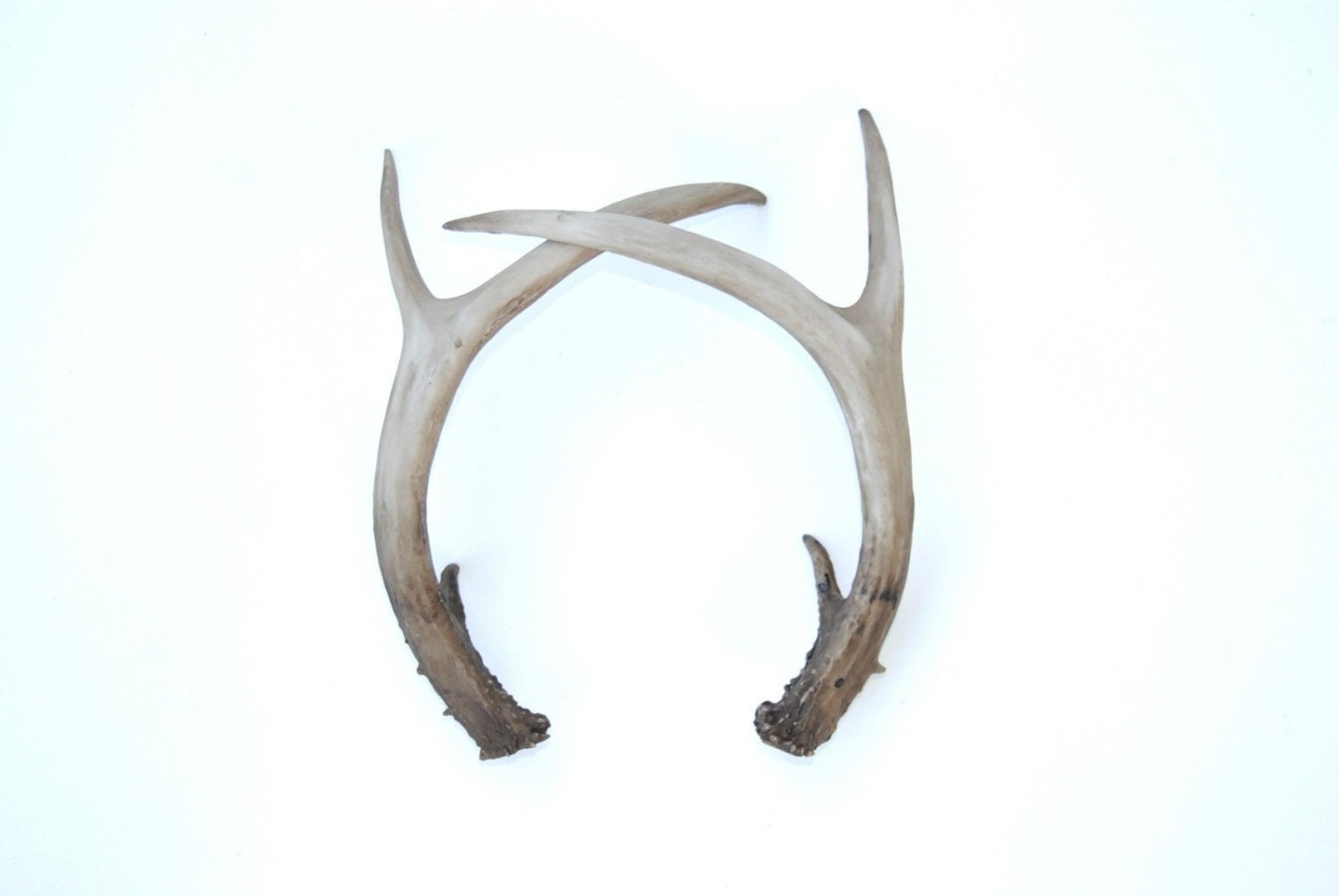 Pair of Antlers Faux Taxidermy Antler Decor Resin