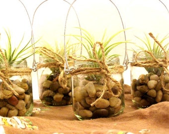 Popular items for airplant terrarium on Etsy