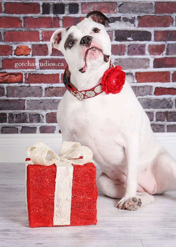 Dog Collar Flower Addon Red Christmas Flower with Snowflake