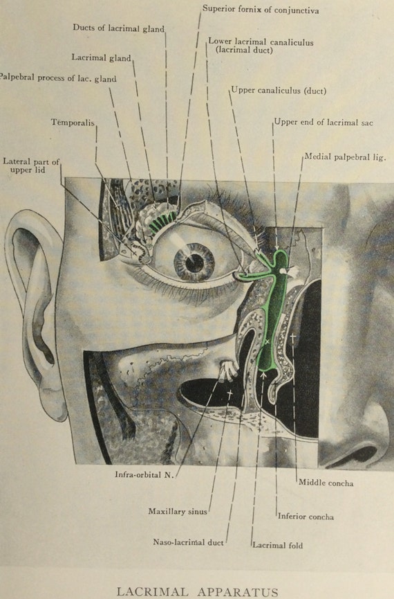 Human Eye And Tear Duct Diagram Vintage Anatomy Drawing By Vintage ...