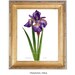 Siberian Iris Print Botanical Illustration by ZehOriginalArt