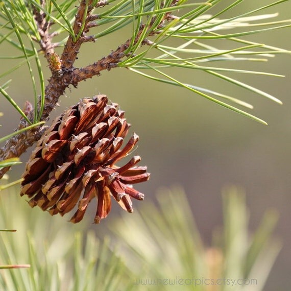 Nature Photography Pine Cone Photo Woodland Wall Art Green