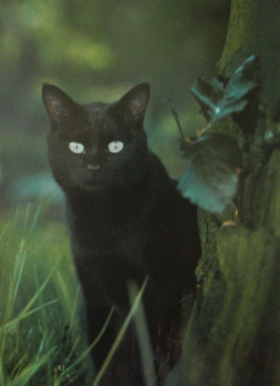 Black Cat Illustration, Black and Green wall art