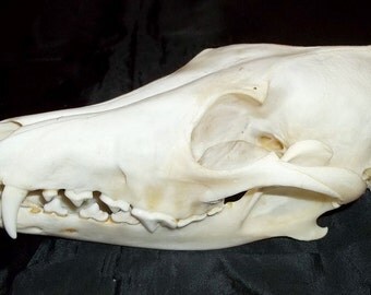 Genuine #1 Quality Coyote Skull