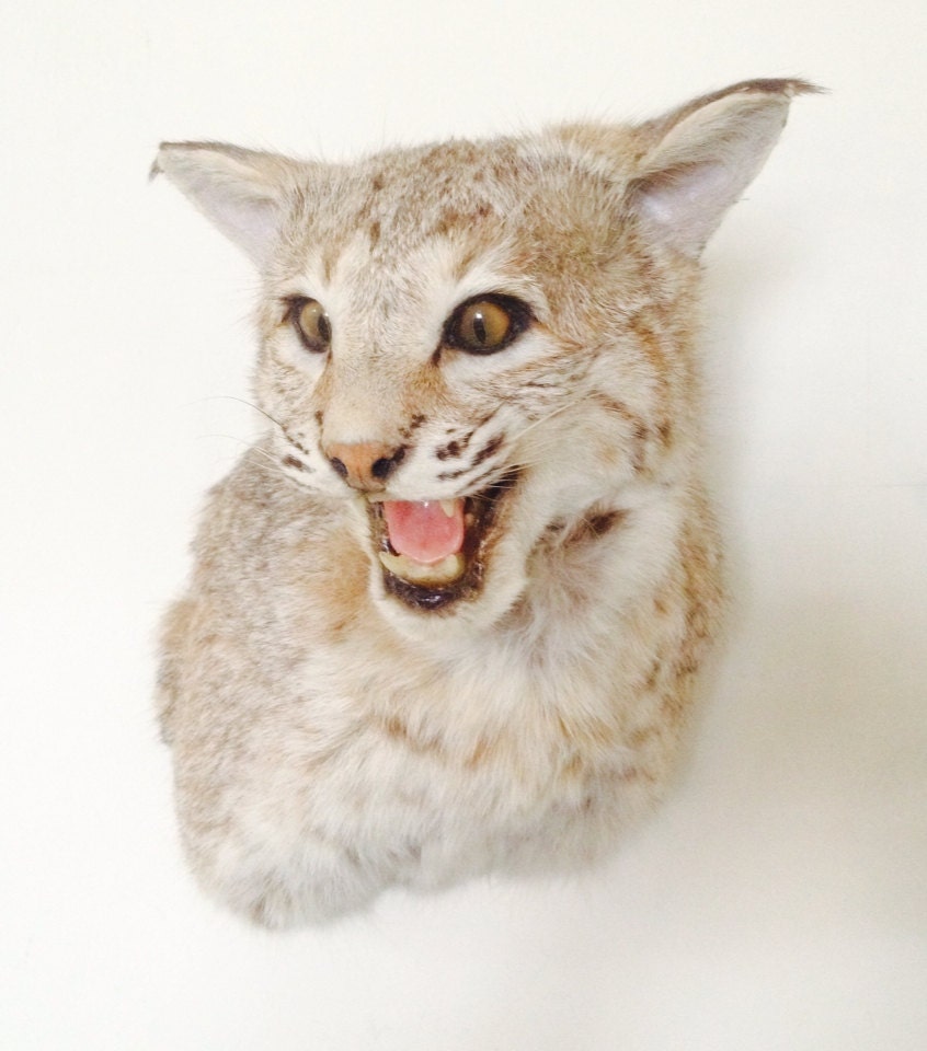 Bobcat Taxidermy Shoulder Wall Mount