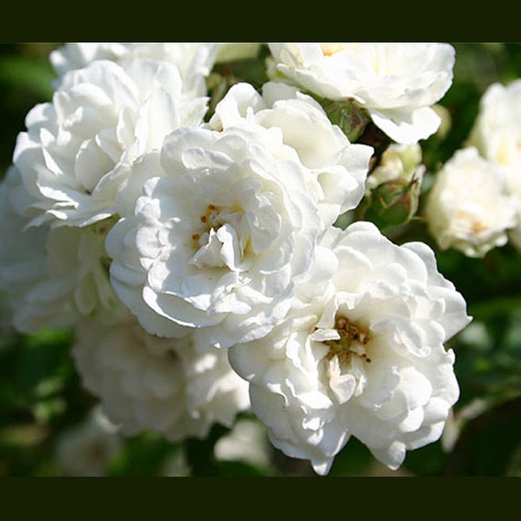 Seafoam Rose White Ground Cover Rose Bush by FreshGardenLiving
