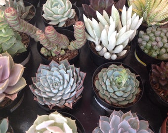 This is a 6 Perfect amount of succulents to start your first garden, beautiful and hardy plants.