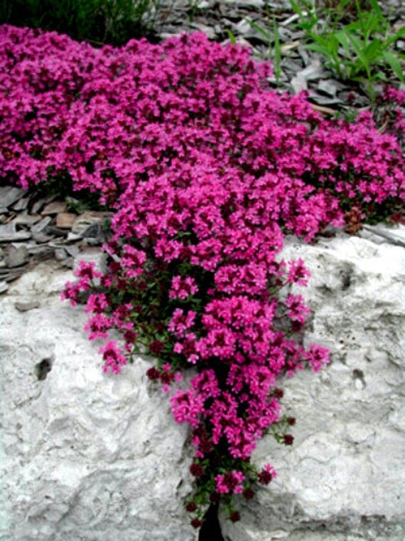 creeping thyme seeds