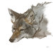 coyotebrave